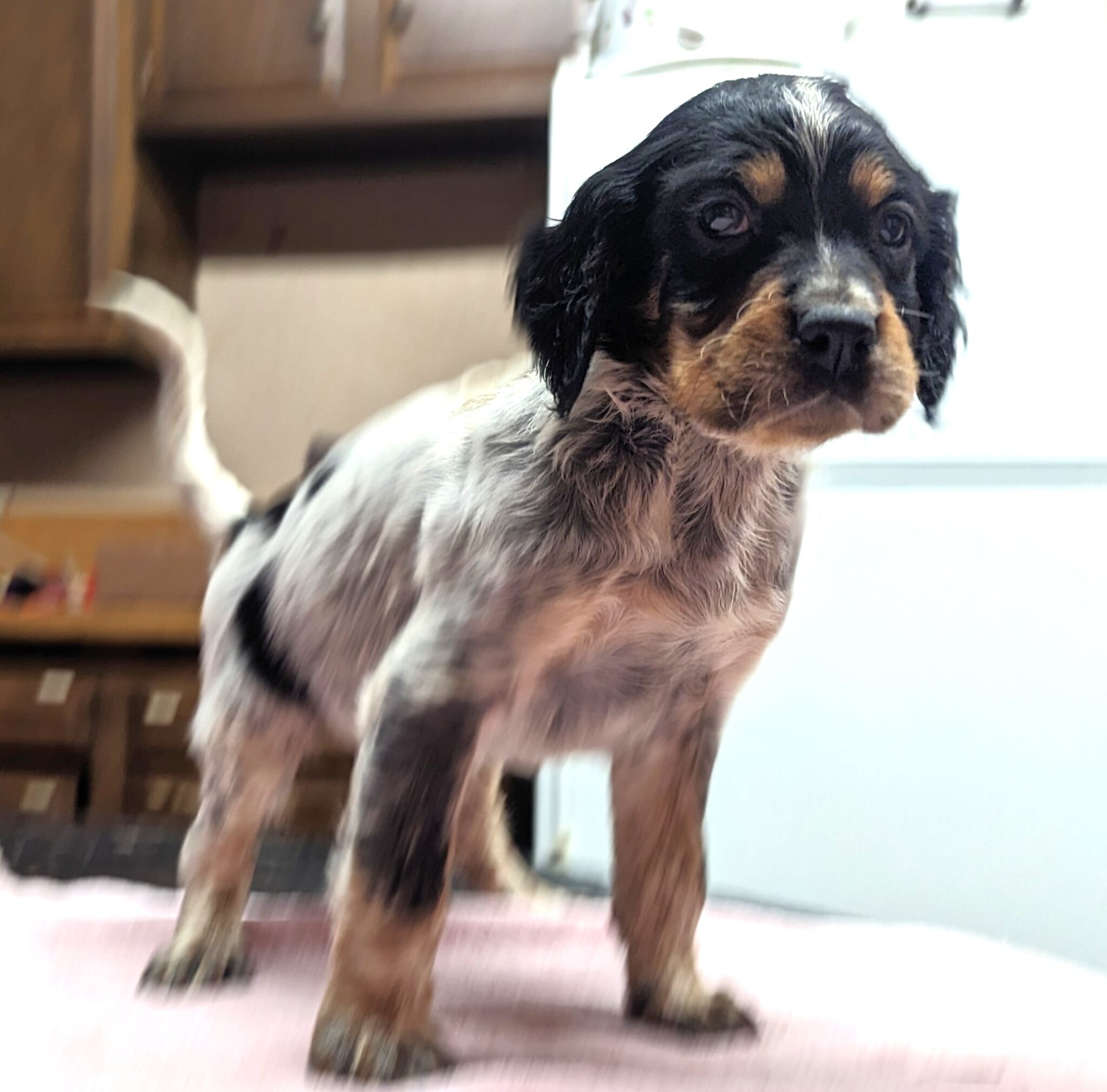 Tri-Colored English Setter Pup Ready Now | Sandy Run Hunt Co.